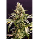 HUMBOLDT SEEDS - CHEM BOMB AUTO - 10 SEEDS