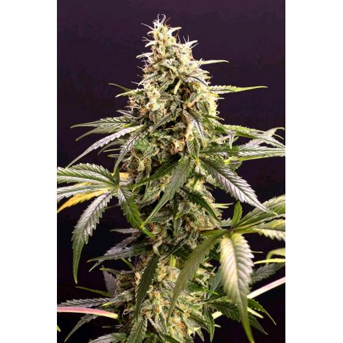 HUMBOLDT SEEDS - CHEM BOMB AUTO - 5 SEEDS