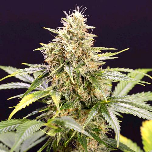 HUMBOLDT SEEDS - CHOCOLATE MINT OG AUTO - 5 SEEDS
