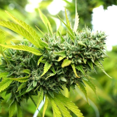 HUMBOLDT SEEDS - MANGO OG AUTO - 5 SEEDS