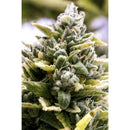 HUMBOLDT SEEDS - OG KUSH AUTO - 10 SEEDS