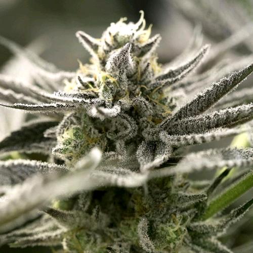 HUMBOLDT SEEDS - OGKZ AUTO - 10 SEEDS