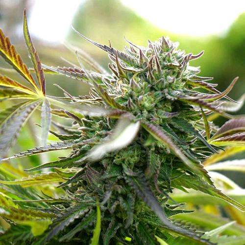 HUMBOLDT SEEDS - PINEAPPLE CHEM AUTO - 5 SEEDS