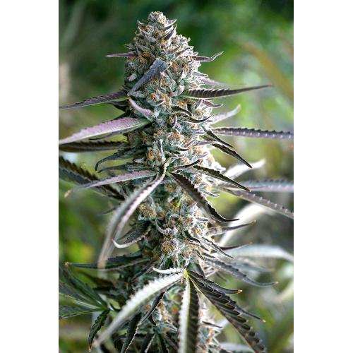 HUMBOLDT SEEDS - PINEAPPLE CHEM AUTO - 10 SEEDS