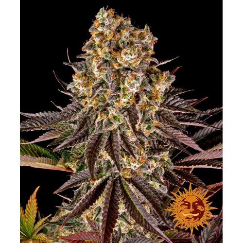 BARNEY'S FARM - GELATO #45 FEM - 10 SEEDS