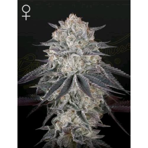 GREEN HOUSE - FULLGAS! FEM - 5 SEEDS