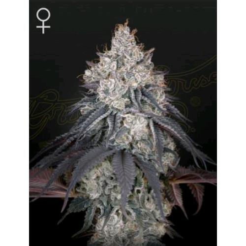 GREEN HOUSE - LEMON ORANGE FEM - 1 SEED