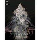 GREEN HOUSE - LEMON ORANGE FEM - 10 SEEDS