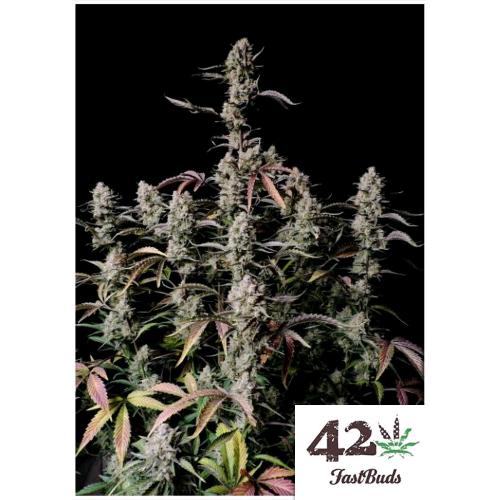 FAST BUDS - GORILLA ZKITTLEZ AUTO - 1 SEED