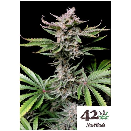 FAST BUDS - CHERRY COLA AUTO- 3 SEEDS