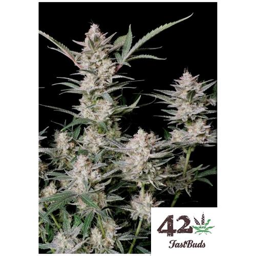 FAST BUDS - STRAWBERRY GORILLA AUTO - 1 SEED