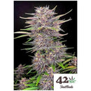 FAST BUDS - BANANA PURPLE PUNCH AUTO - 10 SEEDS