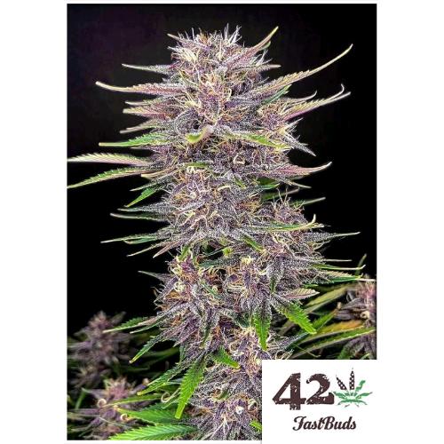 FAST BUDS - BANANA PURPLE PUNCH AUTO - 5 SEEDS