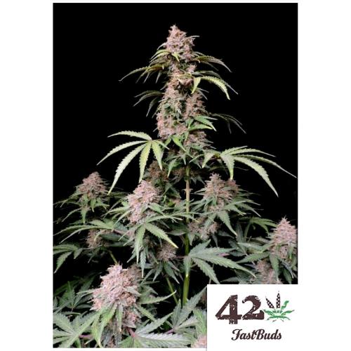 FAST BUDS - AMNESIA ZKITTLEZ AUTO - 10 SEEDS