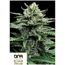 DNA GENETICS - STRAWBERRY BANANA AUTO - 10 SEEDS