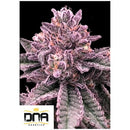 DNA GENETICS - DNA CAKE FEM - 5 SEEDS