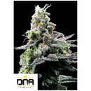DNA GENETICS - PURPLE KOSHER FEM - 5 SEEDS