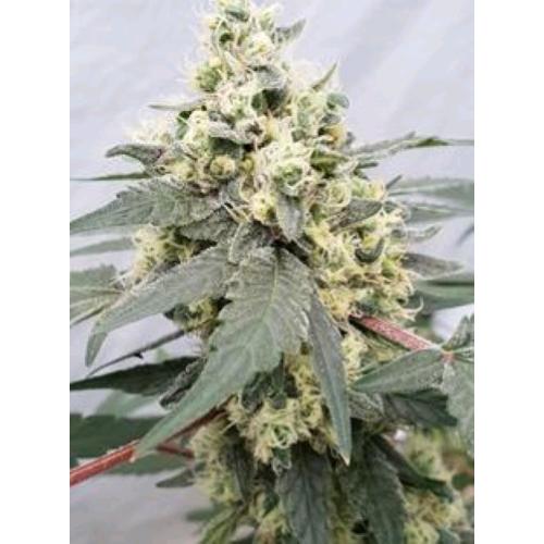 PARADISE SEEDS - LEMONADE AUTO - 1 SEED