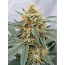 PARADISE SEEDS - STROMBOLI AUTO - 5 SEEDS