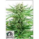 SENSI SEEDS - PAPI CHULO OG FEM - 10 SEEDS