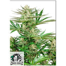 SENSI SEEDS - MALIBU OG GOLD FEM  - 3 SEEDS