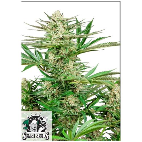 SENSI SEEDS - MALIBU OG GOLD FEM  - 1 SEED