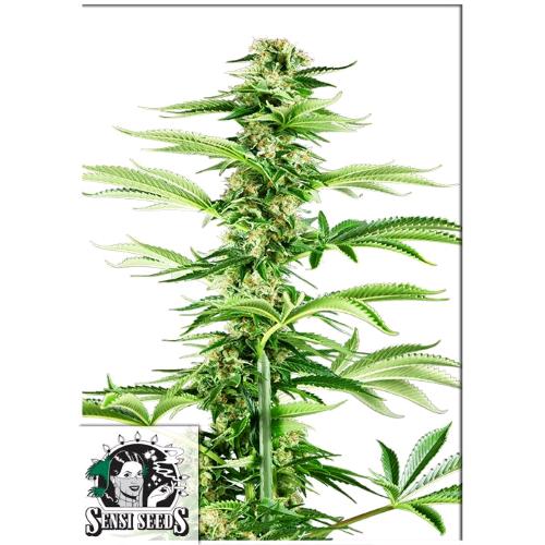 SENSI SEEDS - HONEY MELON HAZE FEM - 3 SEEDS