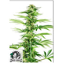 SENSI SEEDS - HONEY MELON HAZE FEM - 5 SEEDS