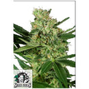 SENSI SEEDS - PUMPKIN SPICE FEM FEM - 1 SEED
