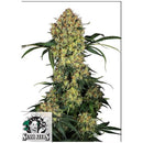 SENSI SEEDS - ALOHA OG FEM - 10 SEEDS