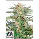 SENSI SEEDS - SCREWDRIVER OG FEM - 3 SEEDS