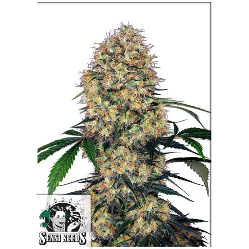 SENSI SEEDS - SENSI AMNESIA XXL AUTO - 10 SEEDS