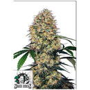 SENSI SEEDS - SENSI AMNESIA XXL AUTO - 1 SEED