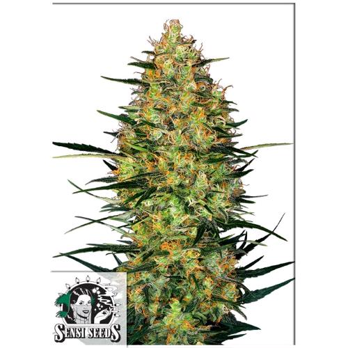 SENSI SEEDS - CARAMELLOW KUSH AUTO - 3 SEEDS