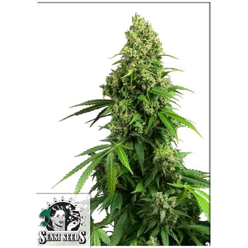 SENSI SEEDS - HONEY MELON KUSH AUTO - 3 SEEDS