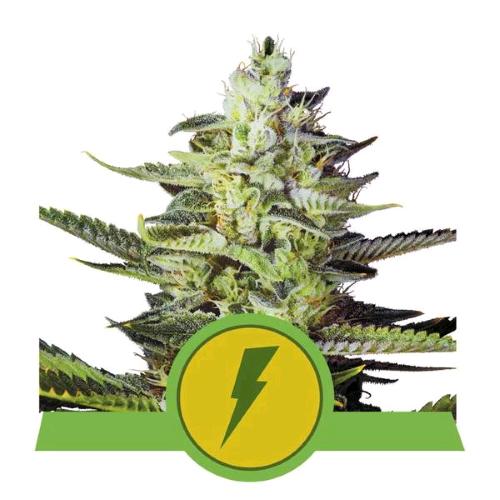 ROYAL QUEEN SEEDS - TRIPLE G AUTO - 5 SEEDS - USA PREMIUM