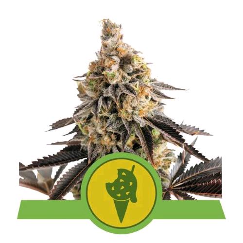 ROYAL QUEEN SEEDS - COOKIES GELATO AUTO - 3 SEEDS - USA PREMIUM