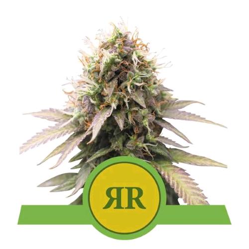 ROYAL QUEEN SEEDS - ROYAL RUNTZ AUTO - 3 SEEDS - USA PREMIUM
