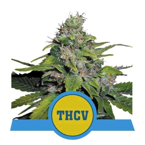 ROYAL QUEEN SEEDS -  ROYAL THCV - FEM CBD - 1 SEED