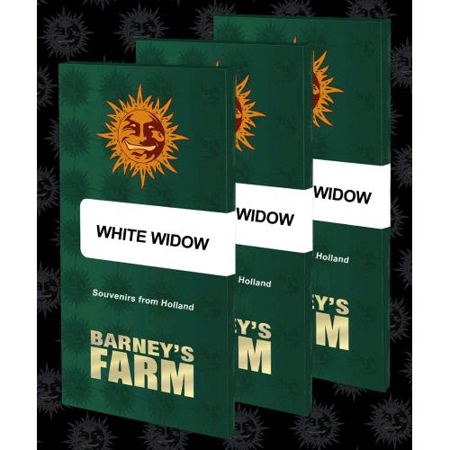 BARNEY'S FARM - WHITE WIDOW XXL FEM - 10 SEEDS
