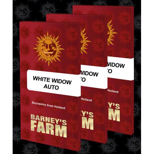 BARNEY'S FARM - WHITE WIDOW XXL AUTO - 3 SEEDS