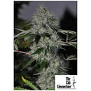 THE CALI CONNECTION - CHEM 4 OG FEM - 6 SEEDS