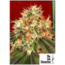 THE CALI CONNECTION - DEADHEAD OG FEM - 6 SEEDS