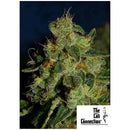 THE CALI CONNECTION -   GREEN CRACK FEM - 6 SEEDS