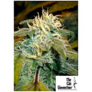 THE CALI CONNECTION - JAMAICAN OG FEM - 6 SEEDS