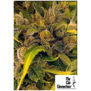 THE CALI CONNECTION - LA COOKIES FEM - 6 SEEDS