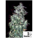 THE CALI CONNECTION - PURPLE CRACK FEM - 6 SEEDS