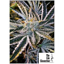 THE CALI CONNECTION - THE GOLD LINE - FRUIT TREE FEM - 6 SEEDS
