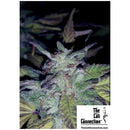 THE CALI CONNECTION - FIRE OG FEM - 6 SEEDS