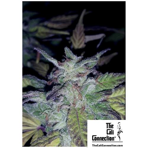 THE CALI CONNECTION - FIRE OG FEM - 6 SEEDS